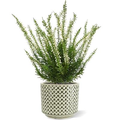 Erica heide kunstplant 30cm - creme