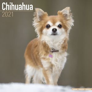 Kalender 2025 Chihuahua