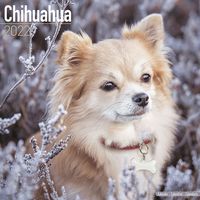 Kalender 2025 Chihuahua