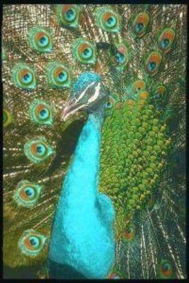 Peacock (pauw)