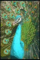 Peacock (pauw)