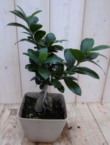 Kamerplant Bonsai Ficus Microcarpa 30 cm - Warentuin natuurlijk