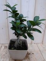 Kamerplant Bonsai Ficus Microcarpa 30 cm - Warentuin natuurlijk