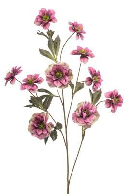 Helleborus spray fuchsia 112 cm - Emerald