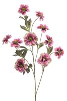 Helleborus spray fuchsia 112 cm - Emerald