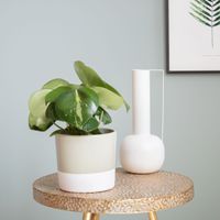 Peperomia Polybotrya variegata (raindrop) - P 12 cm