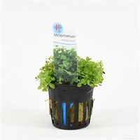 Micranthemum Monte Carlo - 6 stuks - aquarium plant - thumbnail