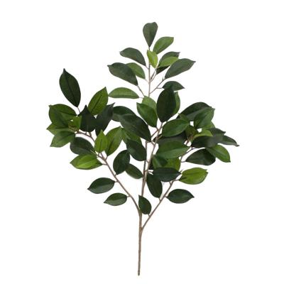 Ficus Folia Tak FR