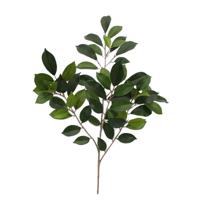 Ficus Folia Tak FR