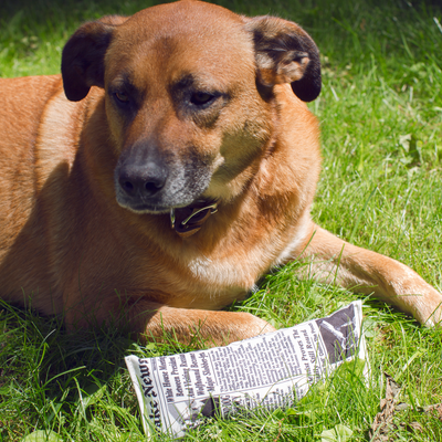 Fake News Krant Hondenspeeltje