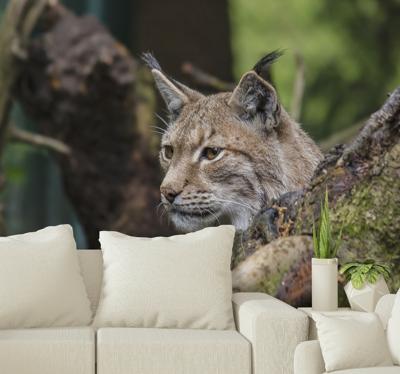 Dieren fotobehang Linx in het bos