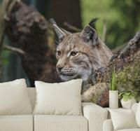 Dieren fotobehang Linx in het bos