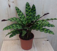 Calathea Insigne Pauwenplant Stippen 30cm - Warentuin Natuurlijk - thumbnail