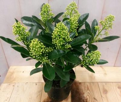 Skimmia wit 20 cm - Warentuin natuurlijk