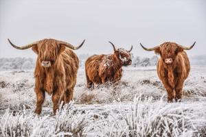 Foto Glas Art - 3 Schotse Hooglanders in de witte weilanden , 80x120cm, multi-gekleurd, prachtig voor in de woon en of slaapkamer, inclusief ophang materiaal.