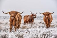Foto Glas Art - 3 Schotse Hooglanders in de witte weilanden , 80x120cm, multi-gekleurd, prachtig voor in de woon en of slaapkamer, inclusief ophang materiaal.