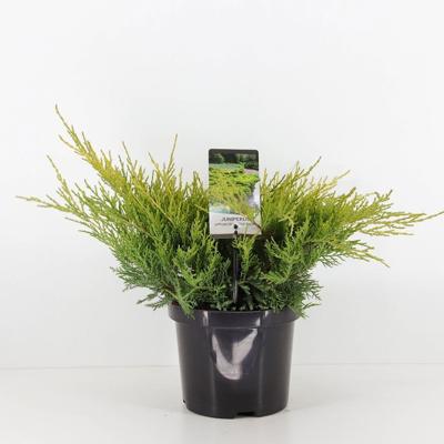Juniperus pfitzeriana old gold 35 cm - Warentuin natuurlijk