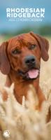 Rhodesian Ridgeback Slimline Kalender 2026