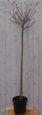 Beverboom Magnolia Soulangeana Tulpenboom 120 cm op stam Warentuin Natuurlijk - Warentuin natuurlijk