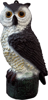 Superfish Kleine uil