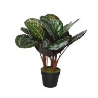 Kunstplant Calathea - Makoyana - voor binnen - 47 cm   - - thumbnail