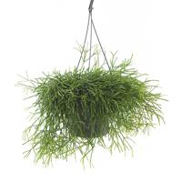 Rhipsalis Cassutha (Rotskoraal) - P 17 cm Rhipsalis Cassutha (Rotskoraal) - P 17 cm