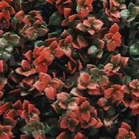 Kunstplanten mat 50x50 cm pachysandra rood Buitengewoon de Boet - Buitengewoon de boet