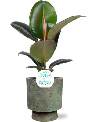 Ficus Elastica Robusta - Ø17cm - ↕65cm + Pot Aily D19x23cm - Groen