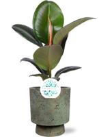 Ficus Elastica Robusta - Ø17cm - ↕65cm + Pot Aily D19x23cm - Groen