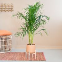 Dypsis Lutescens - Goudpalm - P21 - thumbnail