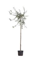 2 stuks! Wilgbladige treur sierpeer Pyrus salicifolia Pendula h 210 cm st. omtrek 8 cm st. h 180 cm boom - Warentuin Natuurlijk