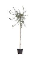 2 stuks! Wilgbladige treur sierpeer Pyrus salicifolia Pendula h 210 cm st. omtrek 8 cm st. h 180 cm boom - Warentuin Natuurlijk - thumbnail