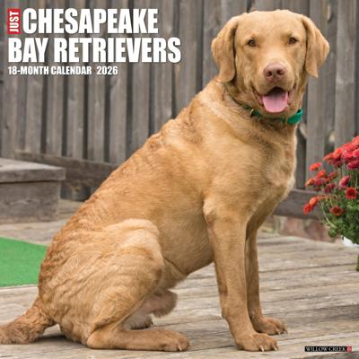Chesapeake Bay Retriever Kalender 2026