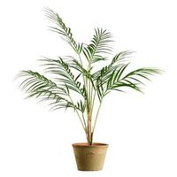Plant Chamaedorea - groen - 85 cm - Leen Bakker