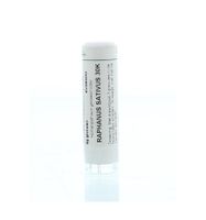 Raphanus sativus 30K