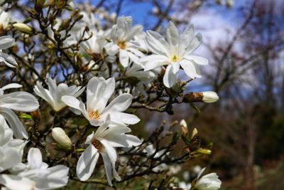 Meerstammige beverboom 'Royal star' Meerstammige beverboom 'Royal star'