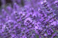 Lavendel - thumbnail