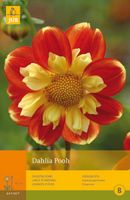 1 Dahlia Pooh - Jub