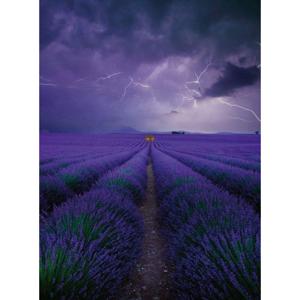 Fotobehang - Field Of Lavender 192x260cm - Vliesbehang