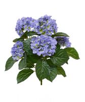 Hortensia kunstplant 40cm - blauw