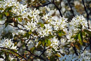 Krentenboom