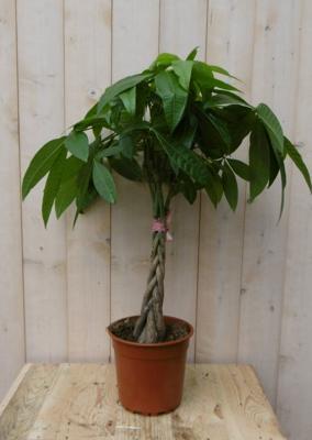 Kamerplant Geldboom op stam 60 cm - Warentuin natuurlijk