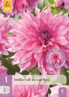 Dahlia cafe au lait rose