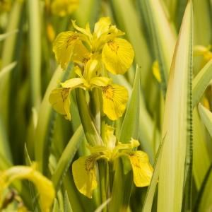 Bonte gele iris (Iris pseudacorus &ldquo;variegata&rdquo;) moerasplant - 6 stuks