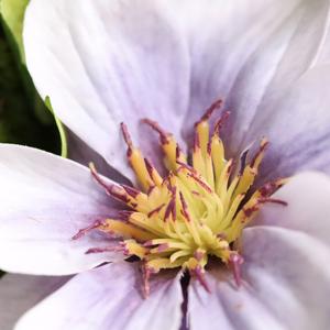 Clematis zijden Boeket 30cm lila