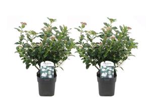 Viburnum Tinus - set of 2