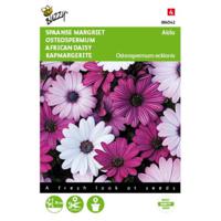 5 stuks Osteospermum Akila mix Spaanse Margriet Tuinplus