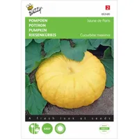 Pompoen Gele Reuzen Pompoen Gele Reuzen