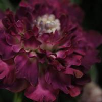 Scabiosa Kunstbloem 57cm Burgundy Scabiosa Kunstbloem 57cm Burgundy