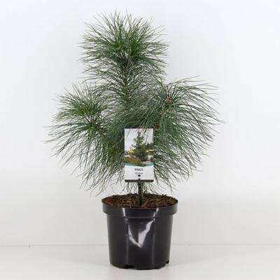 Pinus strobus - Warentuin natuurlijk